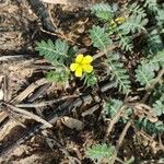 Tribulus terrestrisFlower