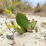 Opuntia littoralis Lapas