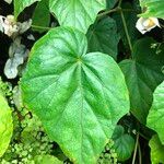 Begonia formosana Leaf