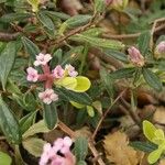 Daphne sericea Leaf