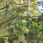 Vitis riparia x Vitis rupestris Habit