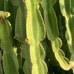 Euphorbia murielii Bark