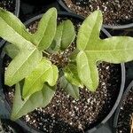 Acropogon jaffrei Leaf