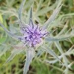Carthamus caeruleus 花