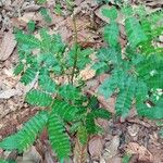 Albizia zygia 葉