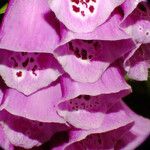 Digitalis purpurea Çiçek