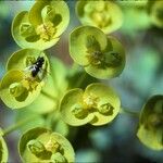 Euphorbia nicaeensis 花