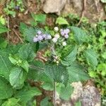 Ageratum conyzoides Çiçek