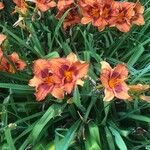 Hemerocallis fulvaFlower