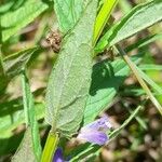 Scutellaria galericulata Hostoa