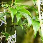 Faramea quinqueflora Flower