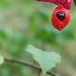 Euonymus verrucosus Fruit