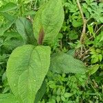 Eutrochium maculatum Leaf
