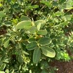 Senna bicapsularis Blatt