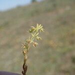 Lysimachia linum-stellatum Vaisius