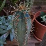 Pilosocereus pachycladus ഇല