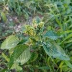 Amaranthus retroflexusᱥᱟᱠᱟᱢ