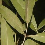 Tabebuia palustris List