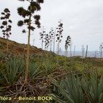 Agave fourcroydes Характер