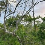 Ilex cassine Corteza