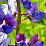 Lupinus perennis Flor