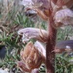 Centaurea corymbosa 花