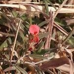Indigofera miniata Flower