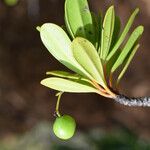 Elaeodendron bupleuroides Плід