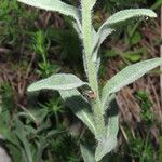 Fibigia clypeata Leaf