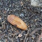 Quercus lobata Fruit