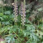 Acanthus hungaricus Blomst