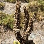 Verbascum × innominatum