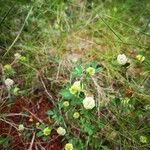 Trifolium campestre Blomma