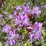 Rhododendron canadense Virág