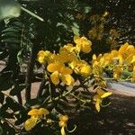 Senna spectabilis Blüte