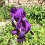 Iris aphylla Bloem