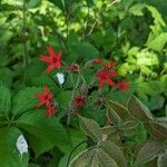 Silene virginica Flor