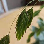 Chasmanthium latifolium Fiore