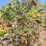 Gossypium herbaceumFlor