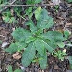 Verbascum virgatum Vekstform