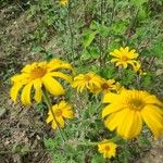 Tithonia tubaeformis Blüte