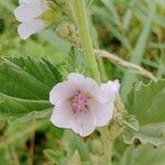 Althaea officinalis Цветок