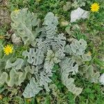 Verbascum undulatum Leaf