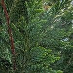 × Hesperotropsis leylandii Leaf