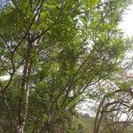 Phyllanthus emblica Habitat