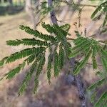 Mimosa tenuiflora Hoja