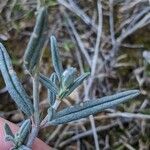 Helianthemum apenninum Leaf