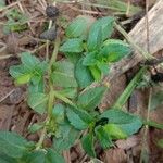 Mecardonia procumbens List