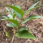 Notelaea longifolia Blatt