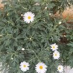 Argyranthemum broussonetii Kukka